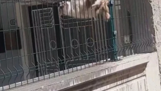Elazığ'da tellere sıkışan kedi itfaiye tarafından kurtarıldı