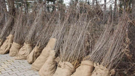 Elazığ'da üreticilere 6 bin 500 dut fidanı dağıtıldı