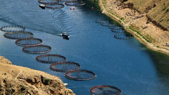 Elazığ'da üretilen 21 bin ton alabalık, Rusya, Almanya, Hollanda ve 25 Avrupa ülkesine ihraç ediliyor