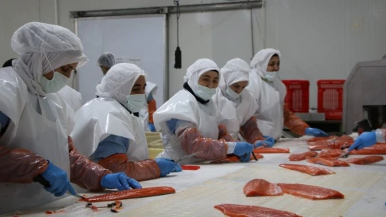 Elazığ'da üretilen 21 bin ton alabalık, Rusya, Almanya, Hollanda ve 25 Avrupa ülkesine ihraç ediliyor