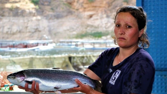 Elazığ'da üretilen 21 bin ton alabalık, Rusya, Almanya, Hollanda ve 25 Avrupa ülkesine ihraç ediliyor