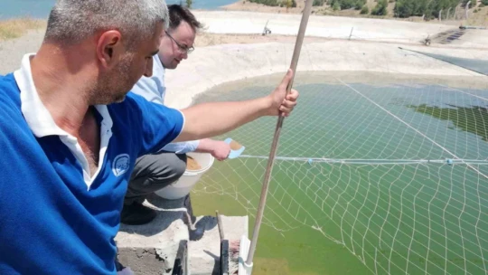 Elazığ'da üretilen milyonlarca balık göl ve barajlara salınıyor