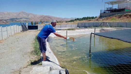 Elazığ'da üretilen milyonlarca balık göl ve barajlara salınıyor
