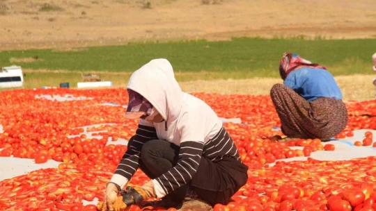 Elazığ'da üretilip kurutulan domatesler, dünya sofralarını süslüyor