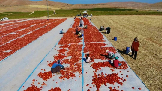 Elazığ'da üretilip kurutulan domatesler, dünya sofralarını süslüyor