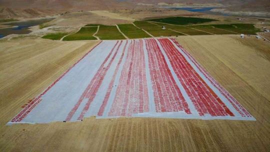 Elazığ'da üretilip kurutulan domatesler, dünya sofralarını süslüyor