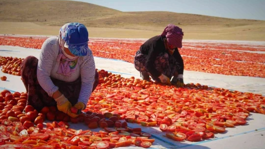 Elazığ'da üretilip kurutulan domatesler, dünya sofralarını süslüyor