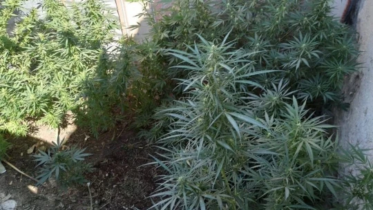 Elazığ'da uyuşturucu operasyonu: 1 gözaltı