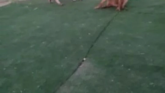 Elazığ'da vahşet, köpeği 7 yerinden bıçaklayıp öldürdüler