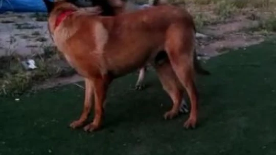 Elazığ'da vahşet, köpeği 7 yerinden bıçaklayıp öldürdüler