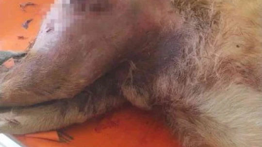 Elazığ'da vahşet, köpeği 7 yerinden bıçaklayıp öldürdüler