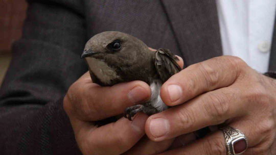 Elazığ'da vatandaşın bulduğu ebabil kuşu, koruma altına alındı