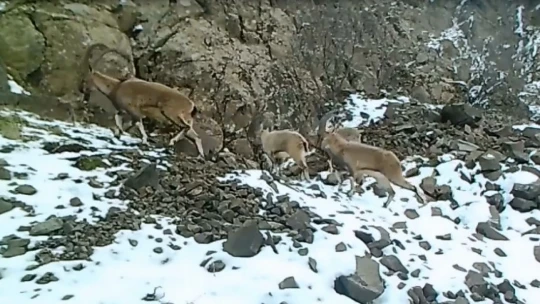 Elazığ'da yaban hayatı ve kaçak avcılar, fotokapanlarla tespit ediliyor