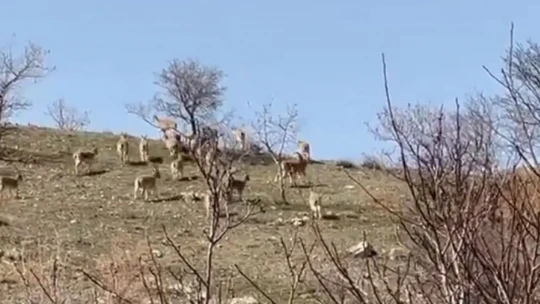 Elazığ'da yaban keçi sürüsü görüntülendi