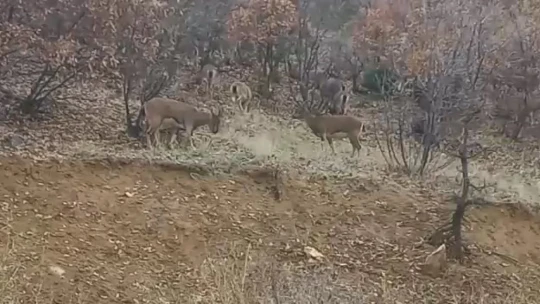 Elazığ'da yaban keçileri görüldü