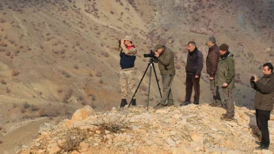 Elazığ'da yaban keçisi envanter çalışması yapıldı