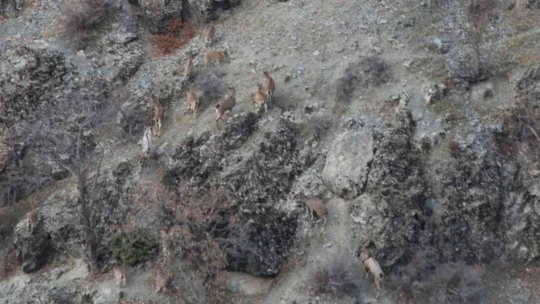 Elazığ'da yaban keçisi envanter çalışması yapıldı