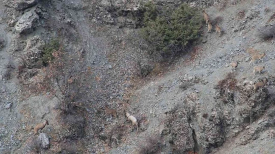 Elazığ'da yaban keçisi envanter çalışması yapıldı