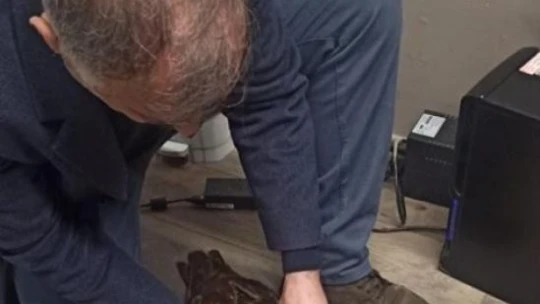 Elazığ'da yaralı kızıl şahin koruma altına alındı