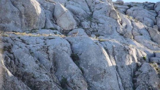 Elazığ'da yavru yaban keçisi görüldü