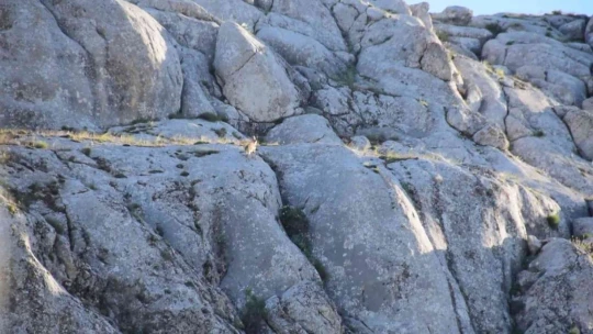 Elazığ'da yavru yaban keçisi görüldü