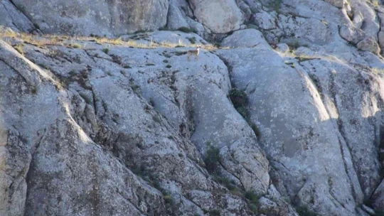 Elazığ'da yavru yaban keçisi görüldü
