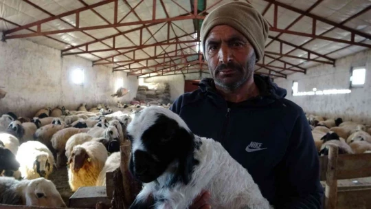 Elazığ'da yeni yılın ilk kuzuları dünyaya geldi