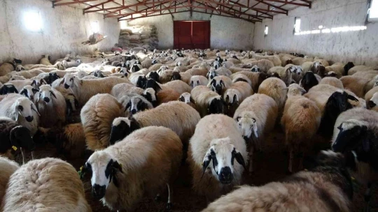 Elazığ'da yeni yılın ilk kuzuları dünyaya geldi