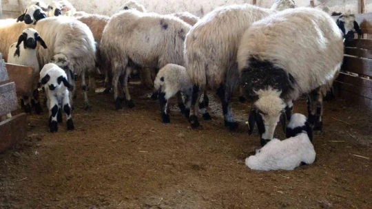 Elazığ'da yeni yılın ilk kuzuları dünyaya geldi