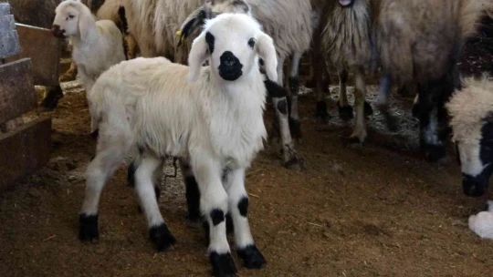 Elazığ'da yeni yılın ilk kuzuları dünyaya geldi