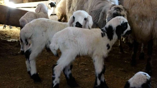 Elazığ'da yeni yılın ilk kuzuları dünyaya geldi