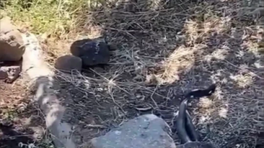 Elazığ'da yılanlar bir evi mesken tuttu