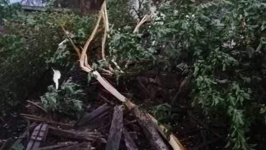 Elazığ'da yıldırımın düştüğü ağaç ikiye ayrıldı