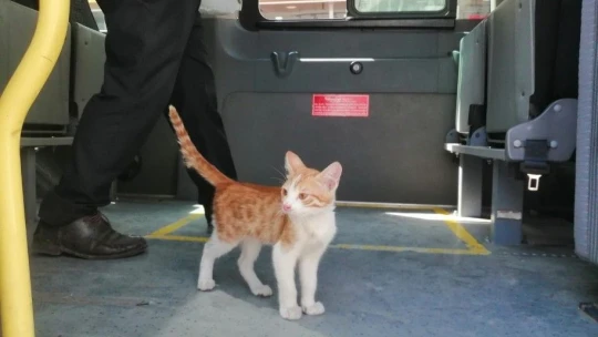 Elazığ'da Toplu Taşıma Kullanan Kedi Minibüsle Çarşıya Geldi