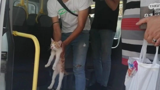 Elazığ'da Toplu Taşıma Kullanan Kedi Minibüsle Çarşıya Geldi