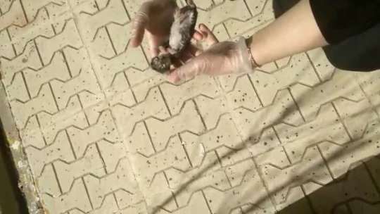 Elazığ'da yürekleri ısıtan görüntü: Yavru kedi kalp masajı ile hayata döndü