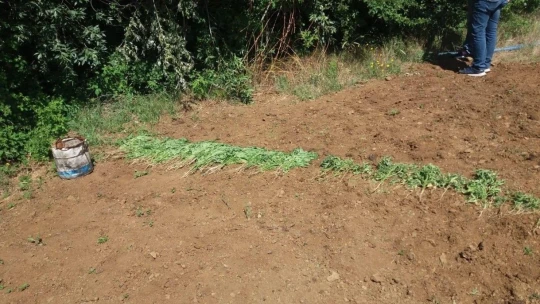 Zehir tacirlerine operasyon, 17 kilo esrar ele geçirildi
