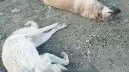 Elazığ'da zehirlenerek öldürülen köpekler için soruşturma başlatıldı