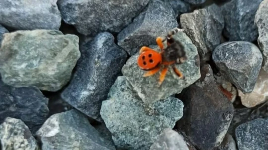 Elazığ'da zehirli uğur böceği görüntülendi