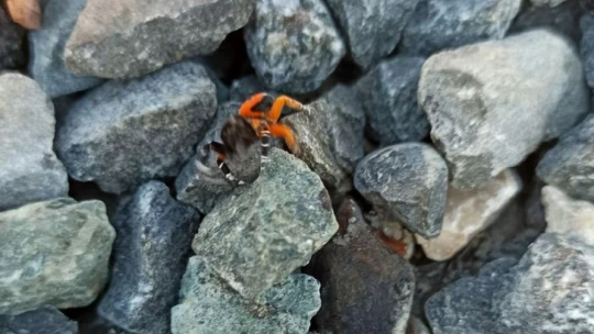 Elazığ'da zehirli uğur böceği görüntülendi