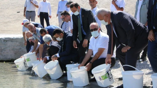 Keban'dan 18 kente 12 milyon yavru sazan balığı gönderildi