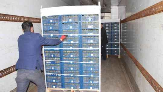 Elazığ'dan 8 ülkeye 3 bin ton üzüm ihracatı