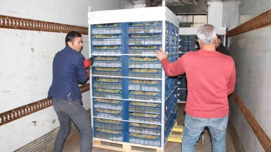 Elazığ'dan 8 ülkeye 3 bin ton üzüm ihracatı