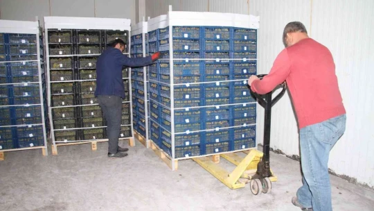 Elazığ'dan 8 ülkeye 3 bin ton üzüm ihracatı