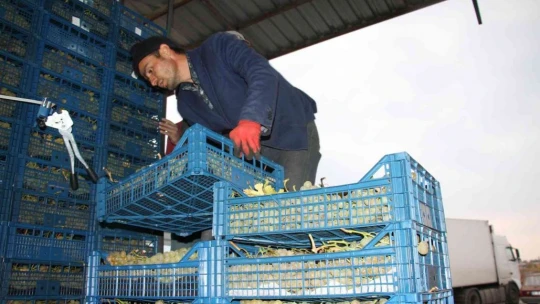 Elazığ'dan 8 ülkeye 3 bin ton üzüm ihracatı