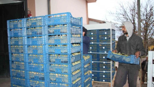 Elazığ'dan 8 ülkeye 3 bin ton üzüm ihracatı