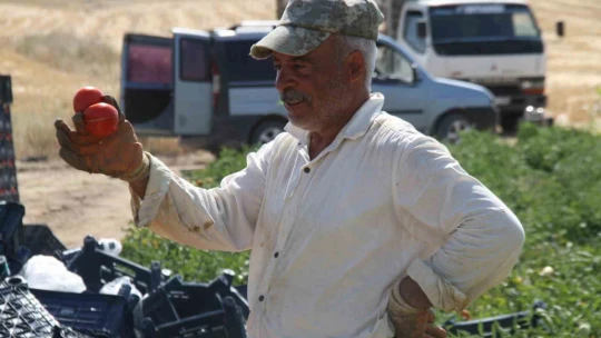 Elazığ domatesi dünya sofralarını renklendiriyor