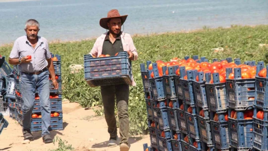 Elazığ domatesi dünya sofralarını renklendiriyor