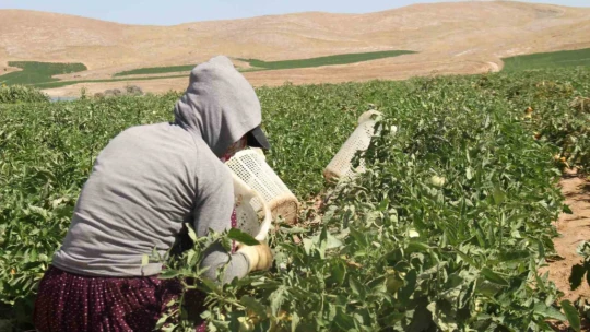 Elazığ domatesi dünya sofralarını renklendiriyor