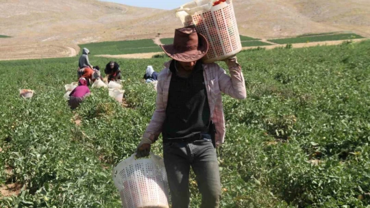 Elazığ domatesi dünya sofralarını renklendiriyor
